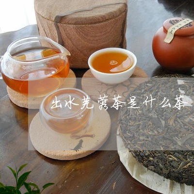 出水芙蓉茶是什么茶/2023031930705