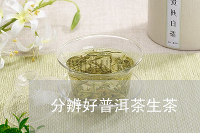 分辨好普洱茶生茶/2023041146059