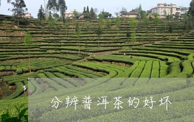 分辨普洱茶的好坏/2023031786149