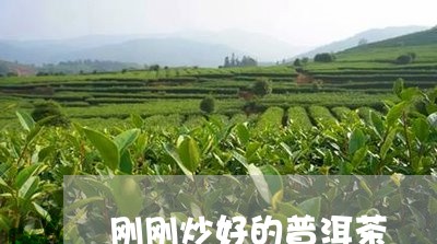 刚刚炒好的普洱茶/2023041240685