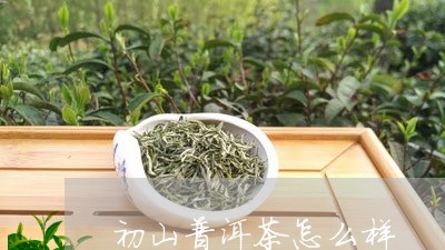 初山普洱茶怎么样/2023033183046