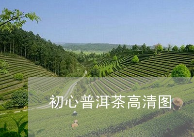 初心普洱茶高清图/2023041021474