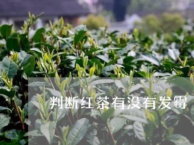 判断红茶有没有发霉/2023032082835