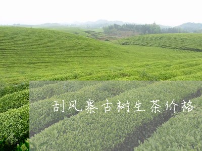 刮风寨古树生茶价格/2023032285069