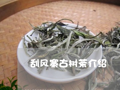 刮风寨古树茶介绍/2023032691597