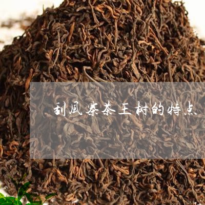 刮风寨茶王树的特点/2023032120303