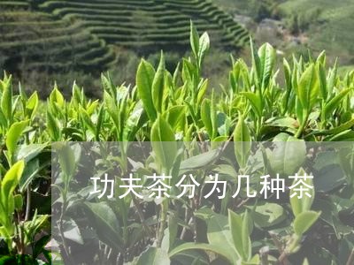 功夫茶分为几种茶/2023032499381