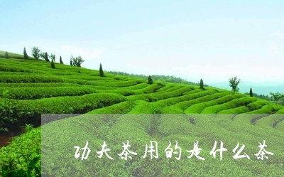 功夫茶用的是什么茶/2023041673939