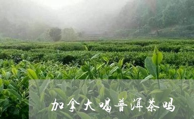 加拿大喝普洱茶吗/2023033181796