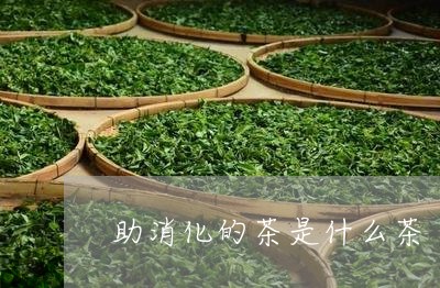 助消化的茶是什么茶/2023031952038