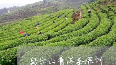 勐乐山普洱茶深圳/2023041004049