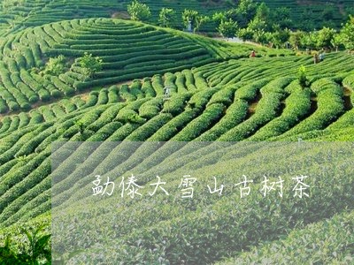 勐傣大雪山古树茶/2023032650606