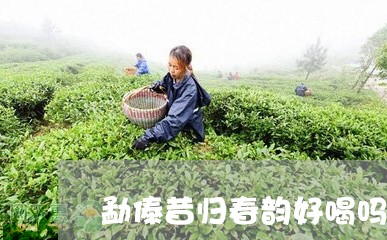 勐傣昔归春韵好喝吗/2023031920594