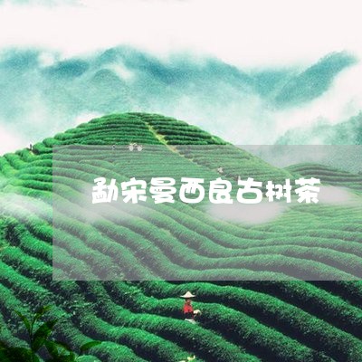 勐宋曼西良古树茶/2023032643714