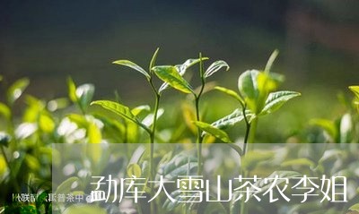 勐库大雪山茶农李姐/2023041489314