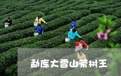 勐库大雪山茶树王/2023032432029