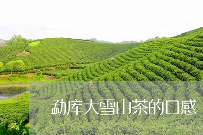 勐库大雪山茶的口感/2023031816149