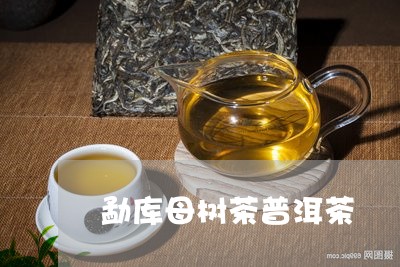 勐库母树茶普洱茶/2023041160404