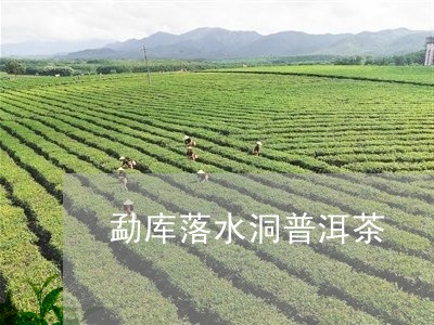 勐库落水洞普洱茶/2023033059491