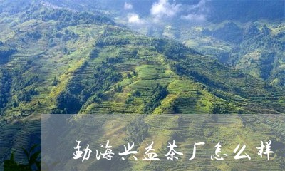 勐海兴益茶厂怎么样/2023032160705