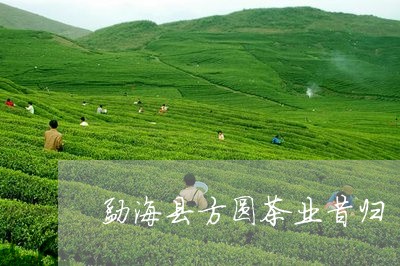 勐海县方圆茶业昔归/2023041466281