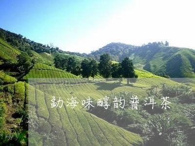 勐海味醇韵普洱茶/2023040149380