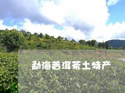 勐海普洱茶土特产/2023041050471