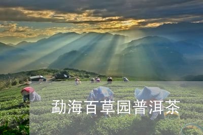 勐海百草园普洱茶/2023033128395