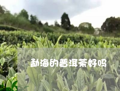 勐海的普洱茶好吗/2023041082827