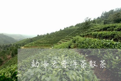 勐海老普洱茶散茶/2023031516369