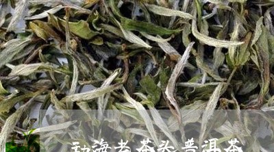 勐海老茶头普洱茶/2023031666359