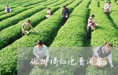 化州橘红泡普洱茶/2023041098103