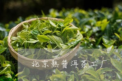 北京熟普洱茶工厂/2023041227584