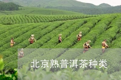 北京熟普洱茶种类/2023041046352