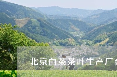 北京白茶茶叶生产厂商电话/2023040158572