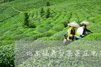 北京福鼎白茶茶庄电话号码/2023040133926