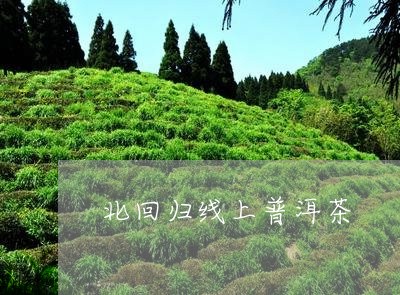 北回归线上普洱茶/2023033196270