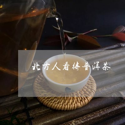 北方人看待普洱茶/2023041225137