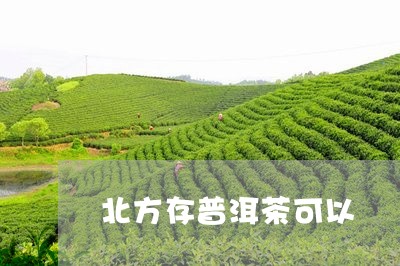 北方存普洱茶可以/2023041066180