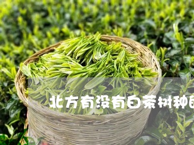 北方有没有白茶树种的植物/2023040145248