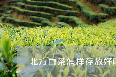 北方白茶怎样存放好喝一点/2023040186262