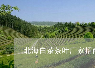 北海白茶茶叶厂家招商加盟/2023040168581