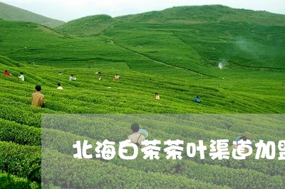 北海白茶茶叶渠道加盟条件/2023040186046