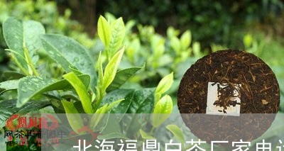 北海福鼎白茶厂家电话号码/2023040119604