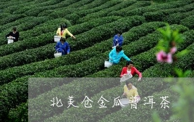 北美仓金瓜普洱茶/2023040907070