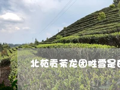 北苑贡茶龙团胜雪是白茶吗/2023040169603