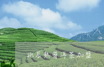 北辰熟普洱茶加盟/2023033011704