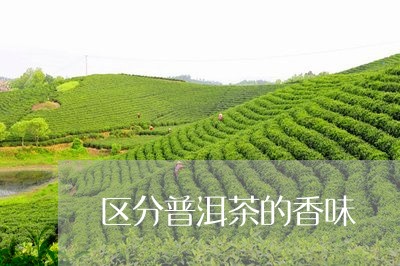 区分普洱茶的香味/2023041066937