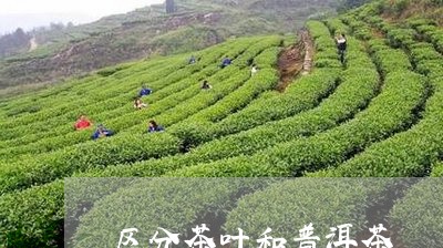 区分茶叶和普洱茶/2023041062715