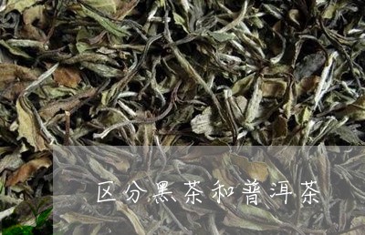 区分黑茶和普洱茶/2023031861825